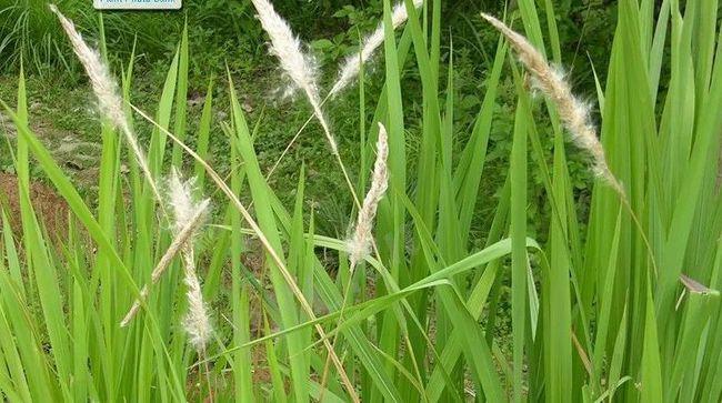 巴茅果的功效与作用-巴茅果的图片样子