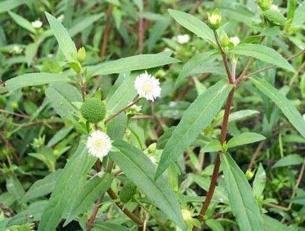 旱莲花的功效与作用-旱莲花的图片样子