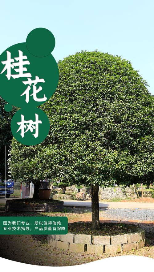 桂花树出售网站,出售桂花树苗的功效与作用-桂花树出售网站,出售桂花树苗的图片样子