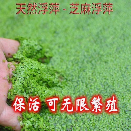 浮萍洗头方法(浮萍煮水洗头)的功效与作用-浮萍洗头方法(浮萍煮水洗头)的图片样子