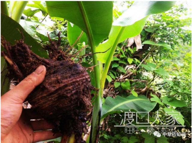甘蕉根的功效与作用-甘蕉根的图片样子