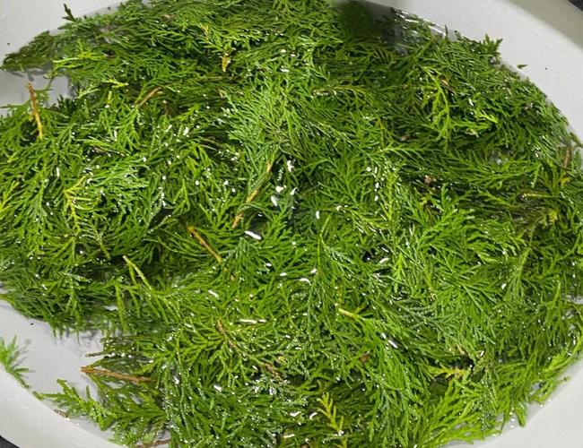 生侧柏叶的功效与作用,侧柏叶的功效与作用与主治的功效与作用-生侧柏叶的功效与作用,侧柏叶的功效与作用与主治的图片样子