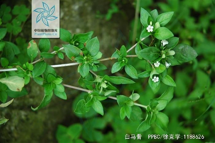 白马骨的功效与作用-白马骨的图片样子