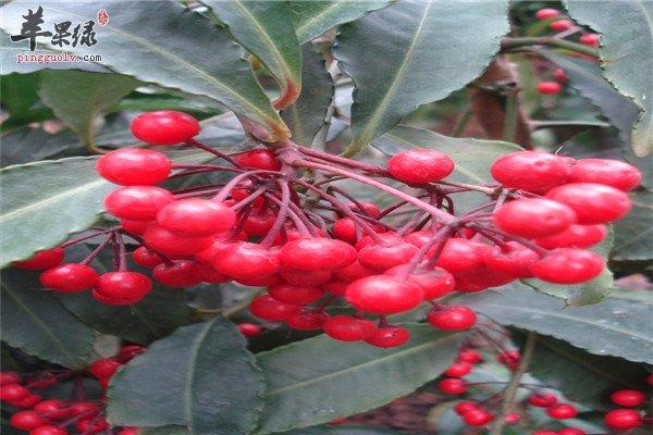 矮茎朱砂根的功效与作用-矮茎朱砂根的图片样子