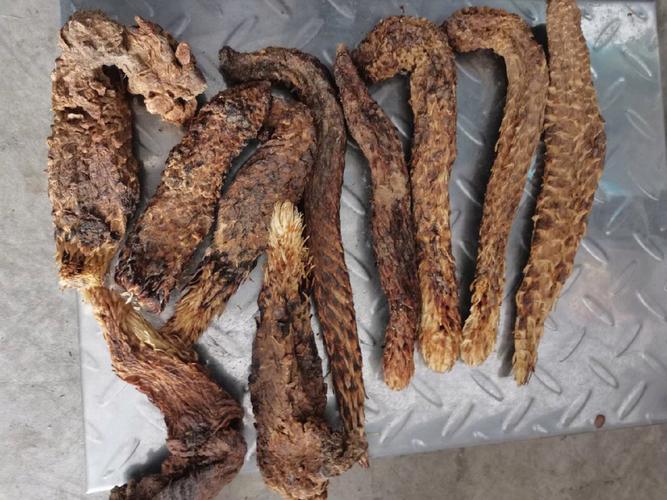 肉苁蓉的功效与作用