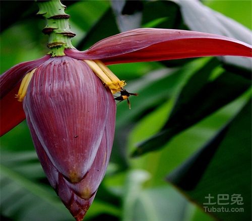 芭蕉花的功效与作用
