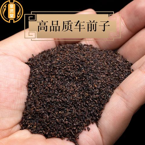 车前子功效和作用,车前子功效和作用主治的功效与作用-车前子功效和作用,车前子功效和作用主治的图片样子