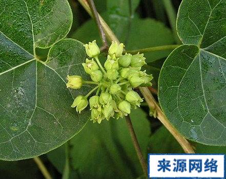 过山消根的功效与作用-过山消根的图片样子