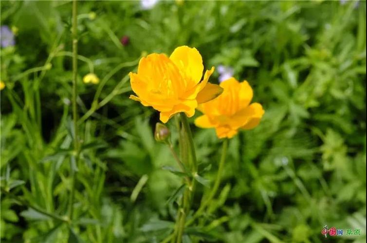 阿尔泰紫菀