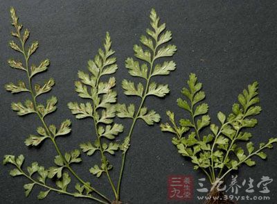 九倒生的功效与作用-九倒生的图片样子
