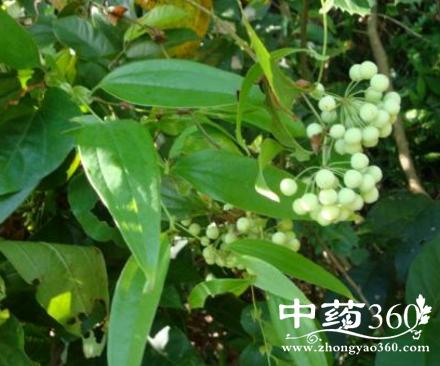 九牛薯的功效与作用-九牛薯的图片样子