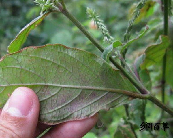 倒扣草的功效与作用-倒扣草的图片样子