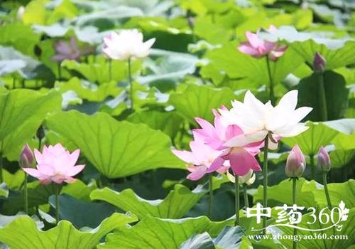 倒生莲的功效与作用-倒生莲的图片样子