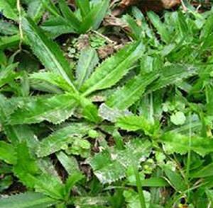 假芫茜的功效与作用-假芫茜的图片样子