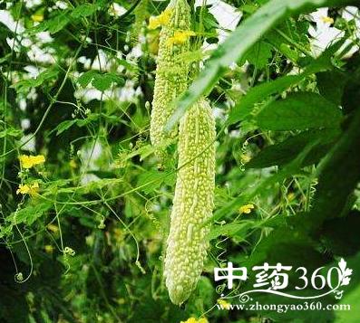 假苦瓜的功效与作用-假苦瓜的图片样子