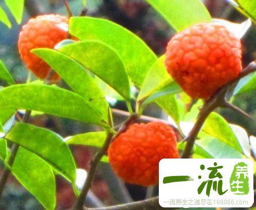 假荔枝根的功效与作用-假荔枝根的图片样子