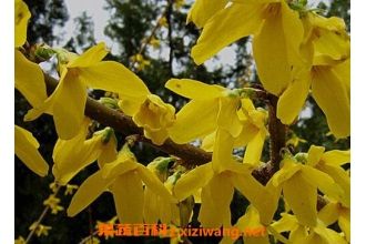 假连翘叶的功效与作用-假连翘叶的图片样子