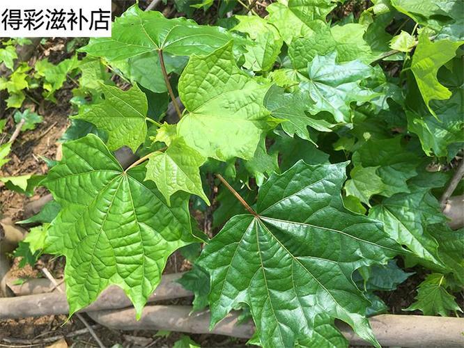 八角枫叶的功效与作用-八角枫叶的图片样子