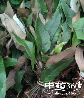 刀口药的功效与作用-刀口药的图片样子