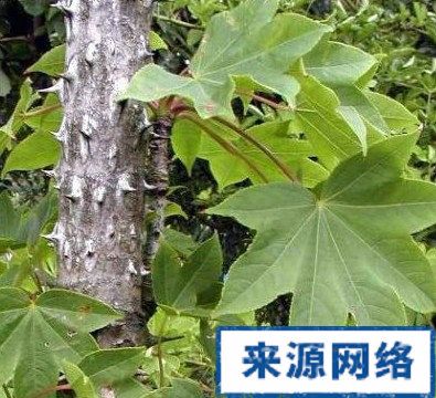 刺楸树根的功效与作用-刺楸树根的图片样子