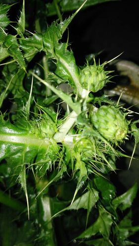刺盖草的功效与作用-刺盖草的图片样子