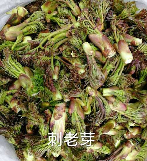 刺老鸦的功效与作用-刺老鸦的图片样子