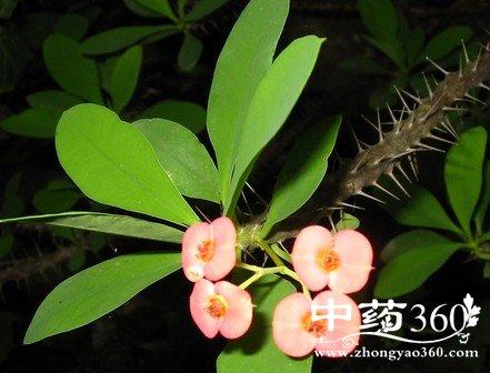 刺蓬花的功效与作用-刺蓬花的图片样子