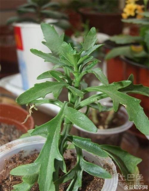 匙叶伽蓝菜的功效与作用-匙叶伽蓝菜的图片样子