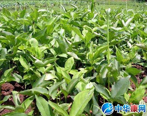 半夏的功效与作用-半夏的图片样子