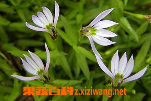 半春莲的功效与作用-半春莲的图片样子