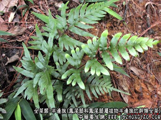 半边旗的功效与作用-半边旗的图片样子