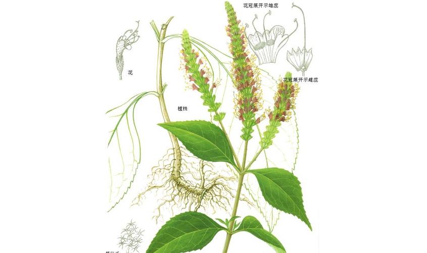 半边苏的功效与作用-半边苏的图片样子