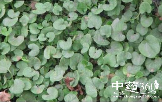 半边钱的功效与作用-半边钱的图片样子