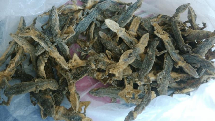 壁虎的功效与作用-壁虎的图片样子