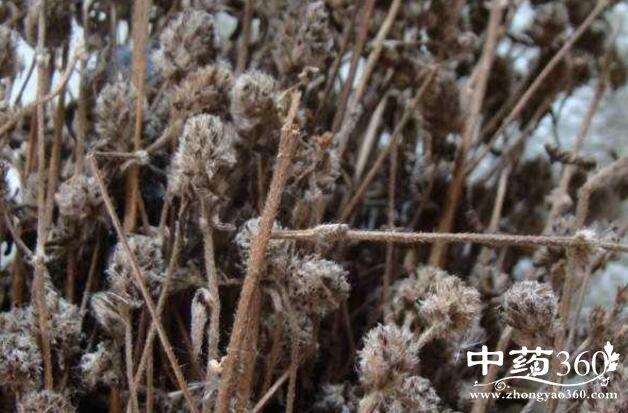 大头陈的功效与作用-大头陈的图片样子