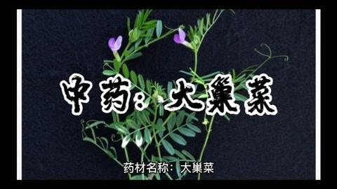 大巢菜的功效与作用-大巢菜的图片样子