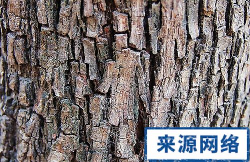 大树皮的功效与作用-大树皮的图片样子