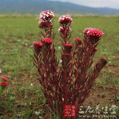 大狼毒的功效与作用-大狼毒的图片样子