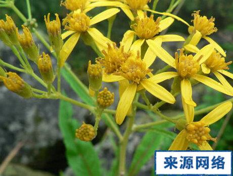 大白顶草的功效与作用-大白顶草的图片样子