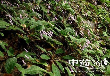 大脖子药的功效与作用-大脖子药的图片样子