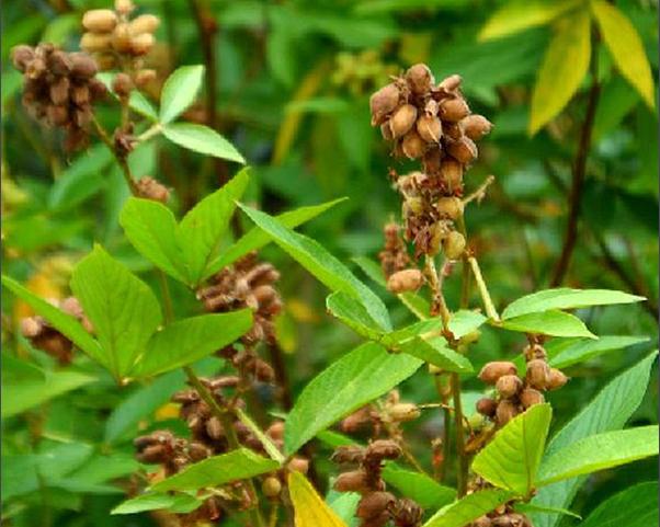 大苞叶千斤拔的功效与作用-大苞叶千斤拔的图片样子