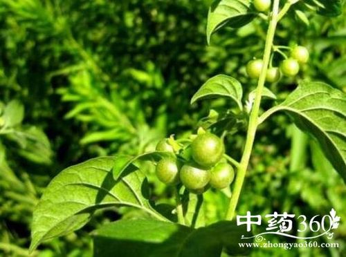 大苦溜溜的功效与作用-大苦溜溜的图片样子