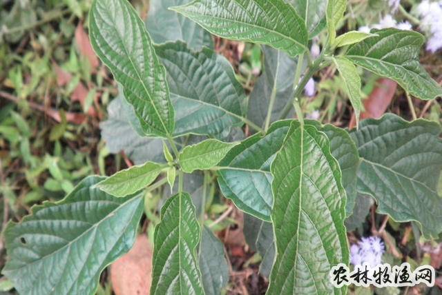 大靛根的功效与作用-大靛根的图片样子