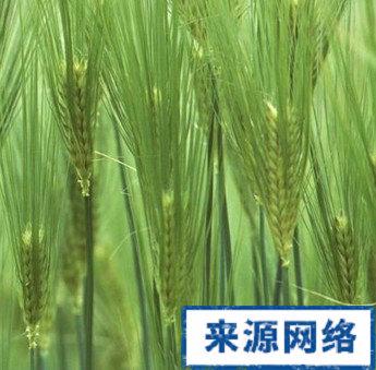 大麦苗的功效与作用-大麦苗的图片样子