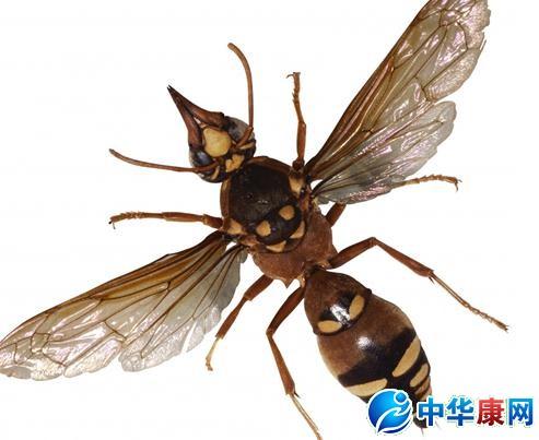 大黄蜂子的功效与作用-大黄蜂子的图片样子
