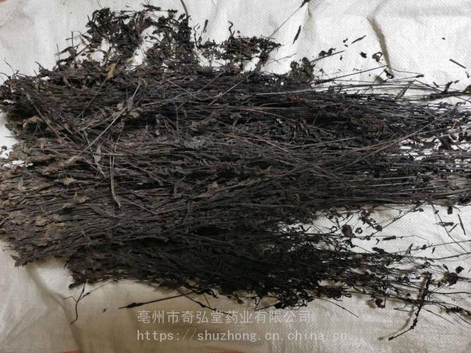 大黑头草的功效与作用-大黑头草的图片样子