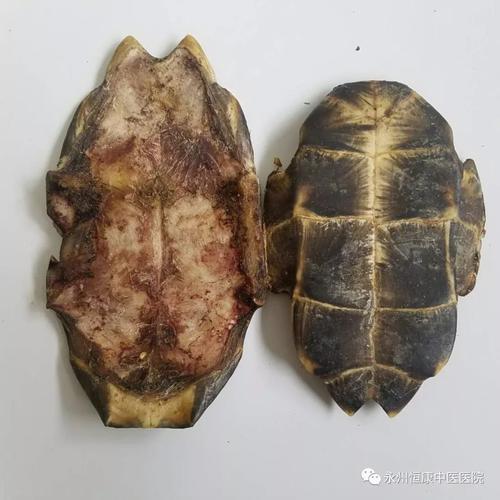 夹蛇龟肉的功效与作用-夹蛇龟肉的图片样子