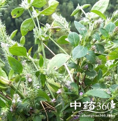 孩儿草的功效与作用-孩儿草的图片样子