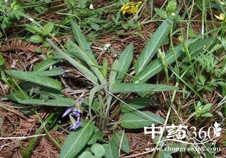 寸节七的功效与作用-寸节七的图片样子