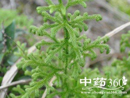 寸金草的功效与作用-寸金草的图片样子